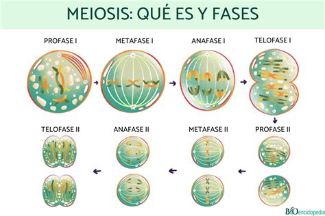 7.7: Meiosis .